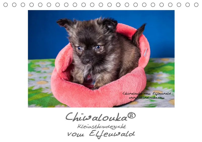 Chiwalonka® vom Elfenwald Tisch- Kalender 2024