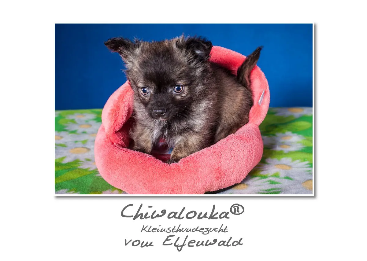 Chiwalonka® vom Elfenwald A3 Kalender 2019