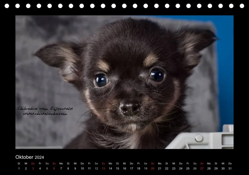 Chihuahua vom Elfenwald 2024 Din A5 Tischkalender