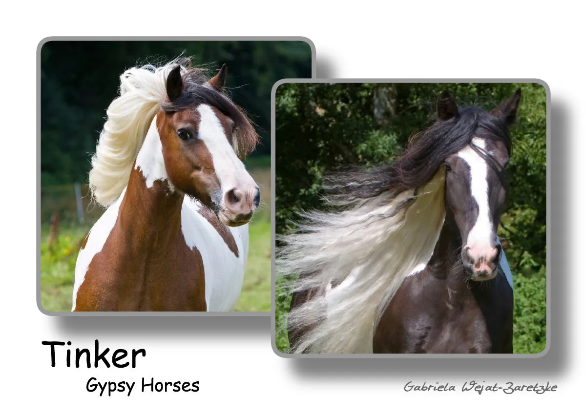Tinker - Gypsy Horses A3 2019