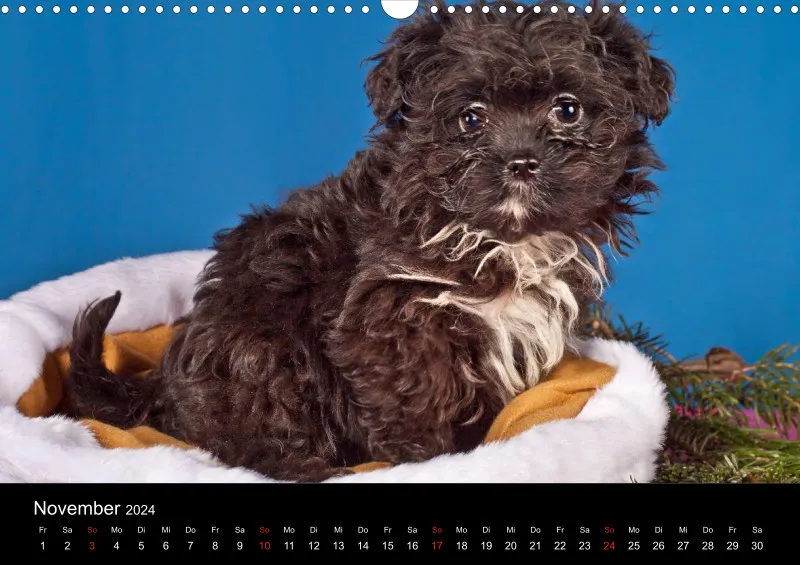 Bolonkakalender 2024 A3