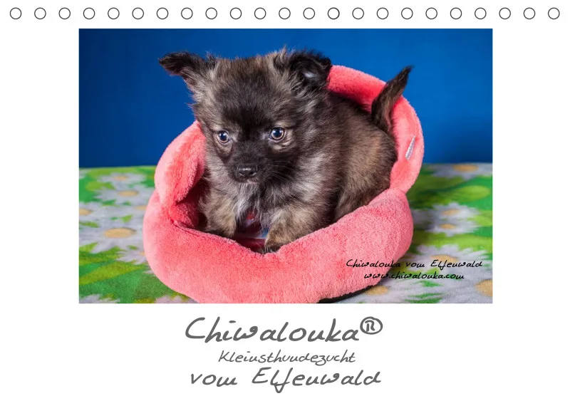 Chiwalonka® vom Elfenwald Tisch- Kalender 2024