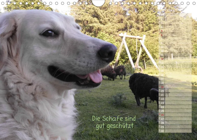 Tiere auf dem Gnadenhof