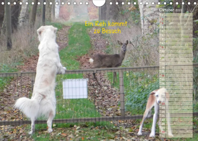 Tiere auf dem Gnadenhof