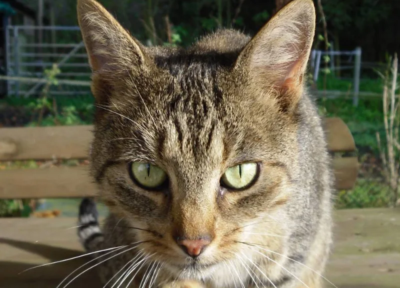 Katze Mary