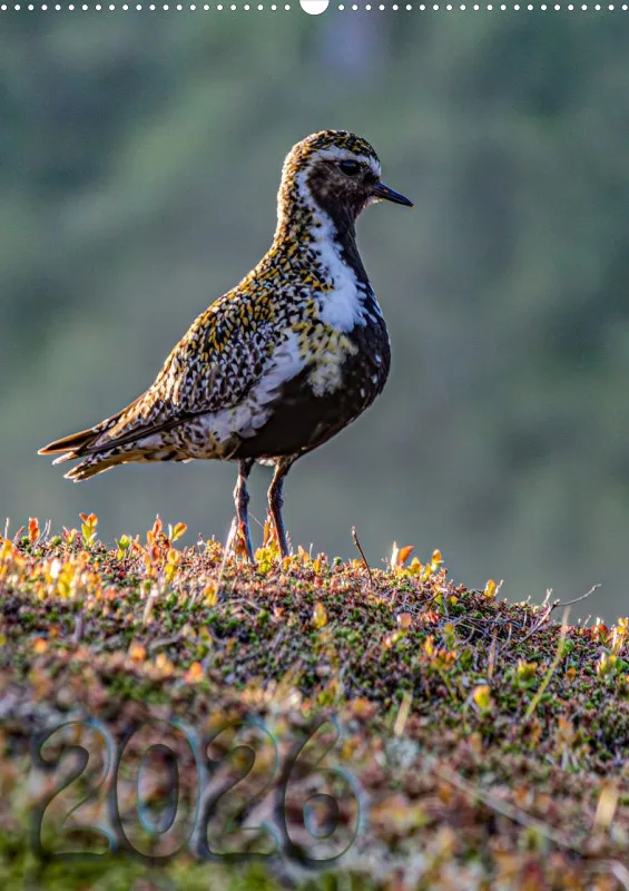 Nordische Tierwelt 2026 hoch A2