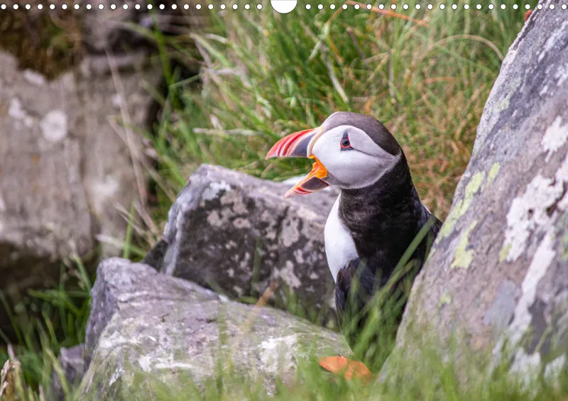 Wochenkalender B Norwegen ohne Kalendarium