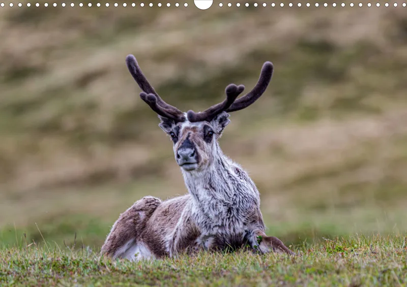 Wochenkalender A Norwegen ohne Kalendarium