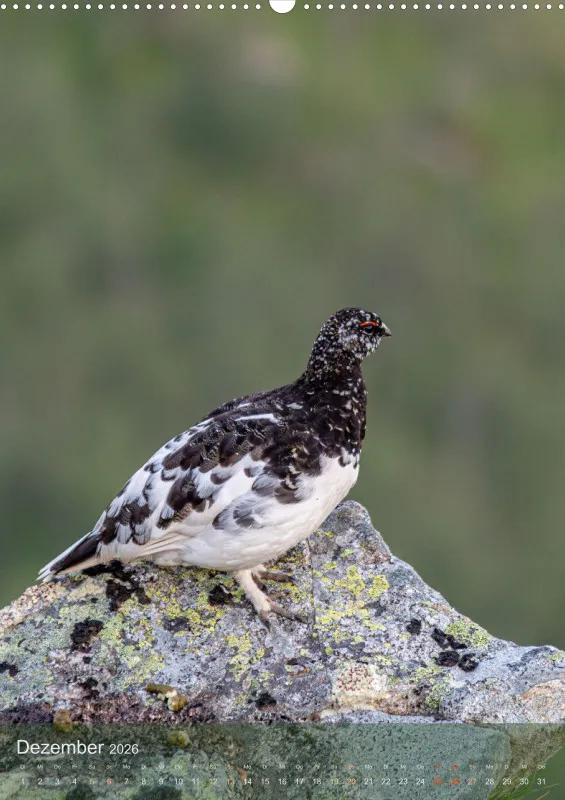 Nordische Tierwelt 2026 hoch A2