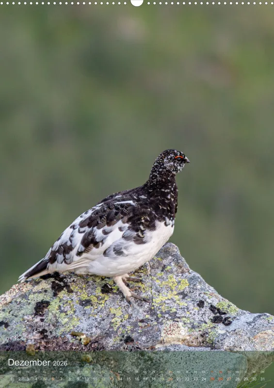 Nordische Tierwelt 2026 hoch A2