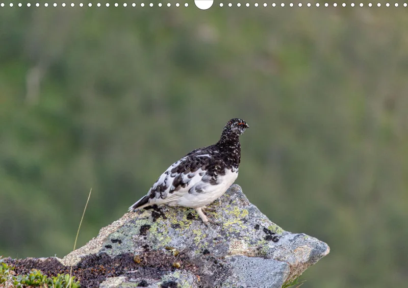 Wochenkalender A Norwegen ohne Kalendarium