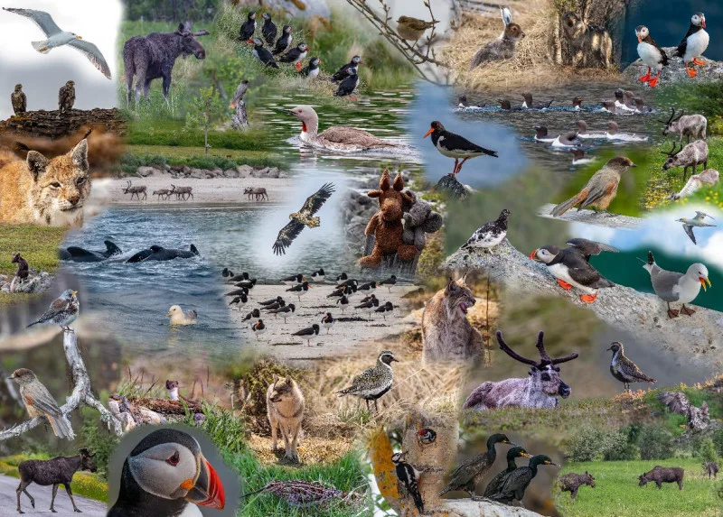 Skandinavische Fauna