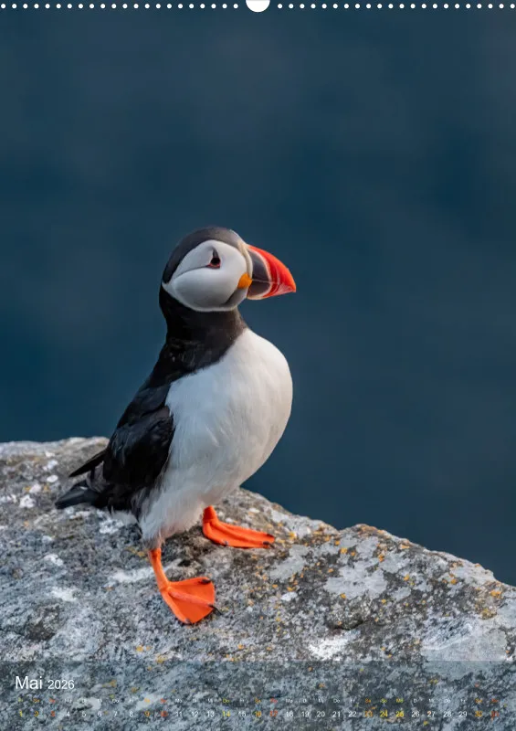 Nordische Tierwelt 2026 hoch A2
