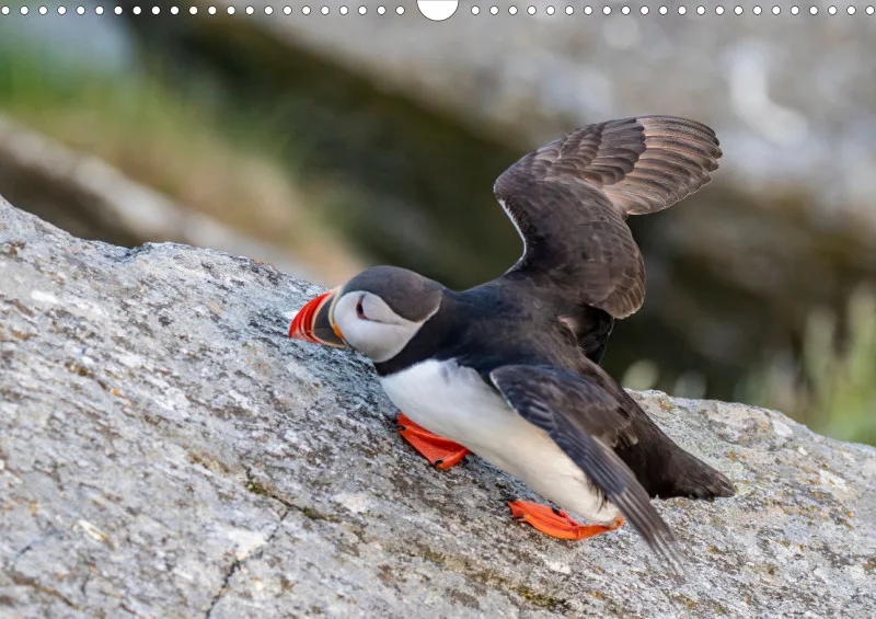 Wochenkalender A Norwegen ohne Kalendarium
