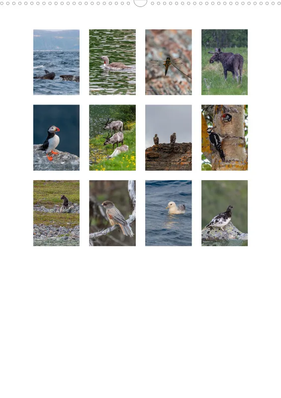 Nordische Tierwelt 2026 hoch A2