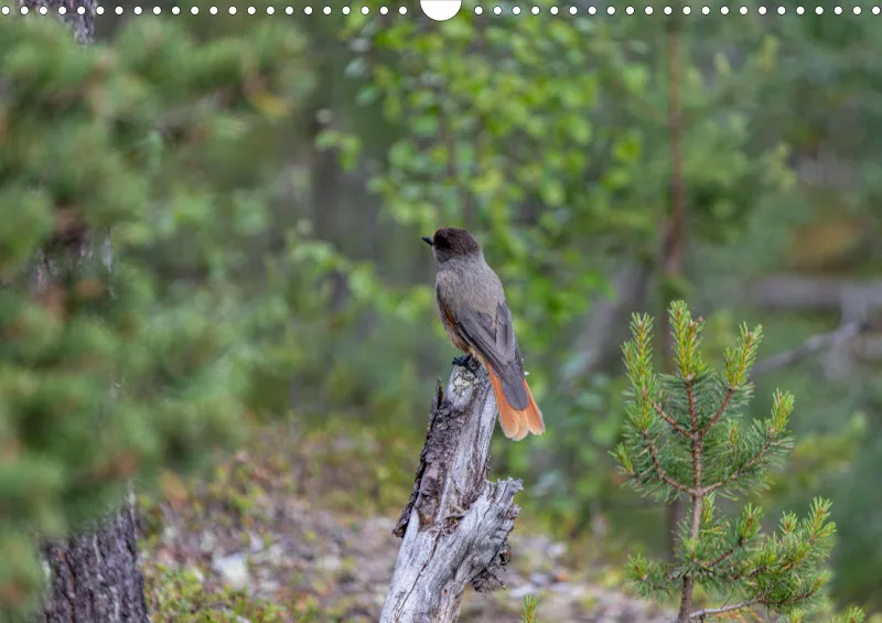 Wochenkalender B Norwegen ohne Kalendarium