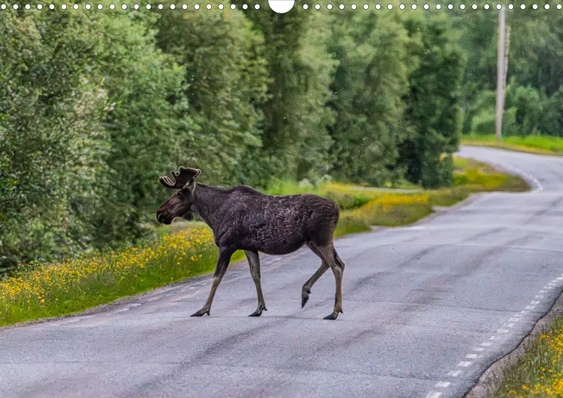 Wochenkalender B Norwegen ohne Kalendarium