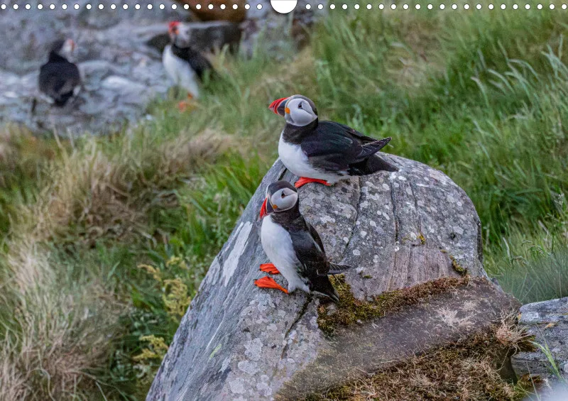 Wochenkalender A Norwegen ohne Kalendarium