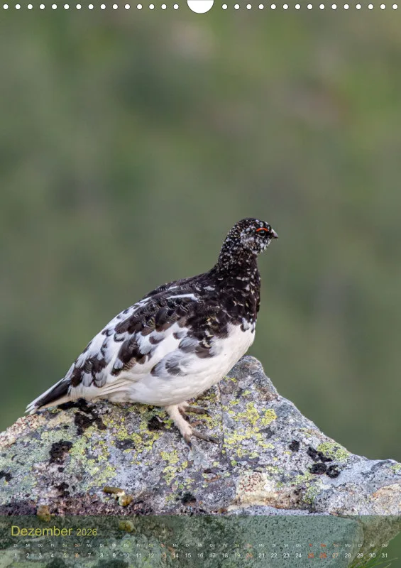 Nordische Tierwelt 2026 hoch A3