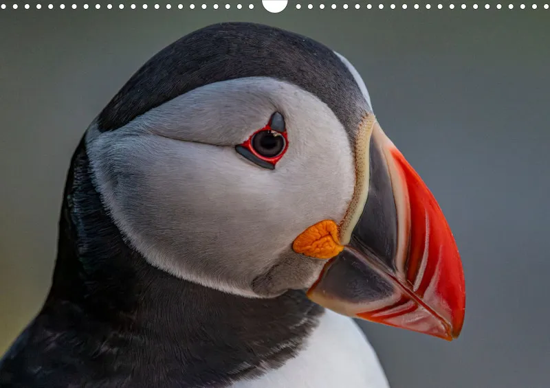 Wochenkalender A Norwegen ohne Kalendarium