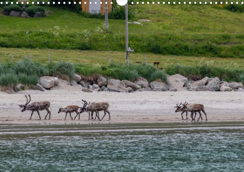 Wochenkalender B Norwegen ohne Kalendarium