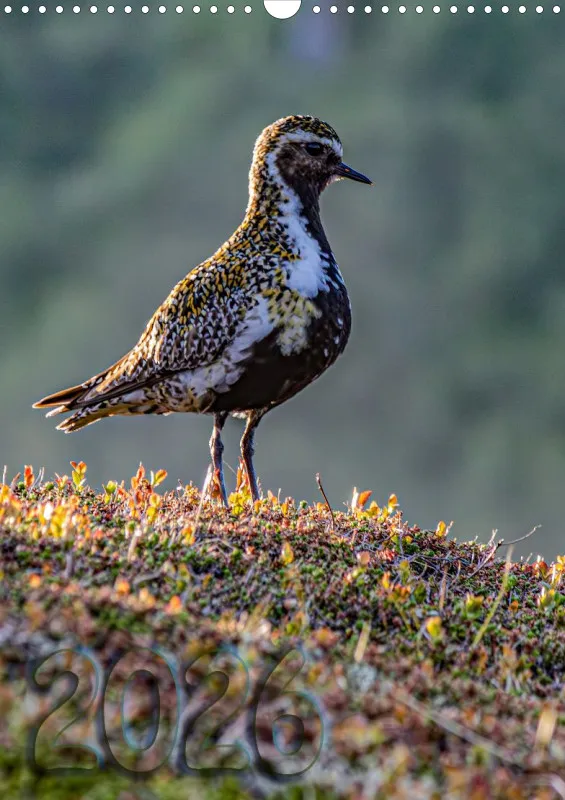 Nordische Tierwelt 2026 hoch A3