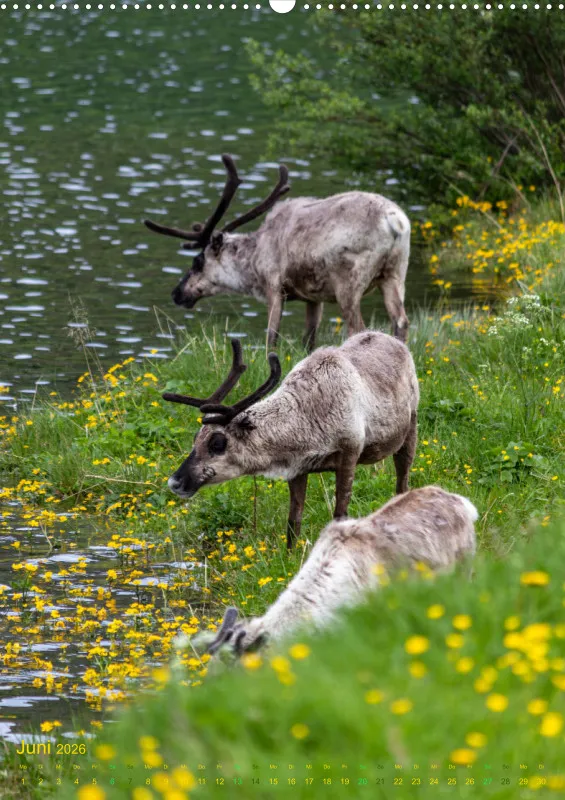 Nordische Tierwelt 2026 hoch A2