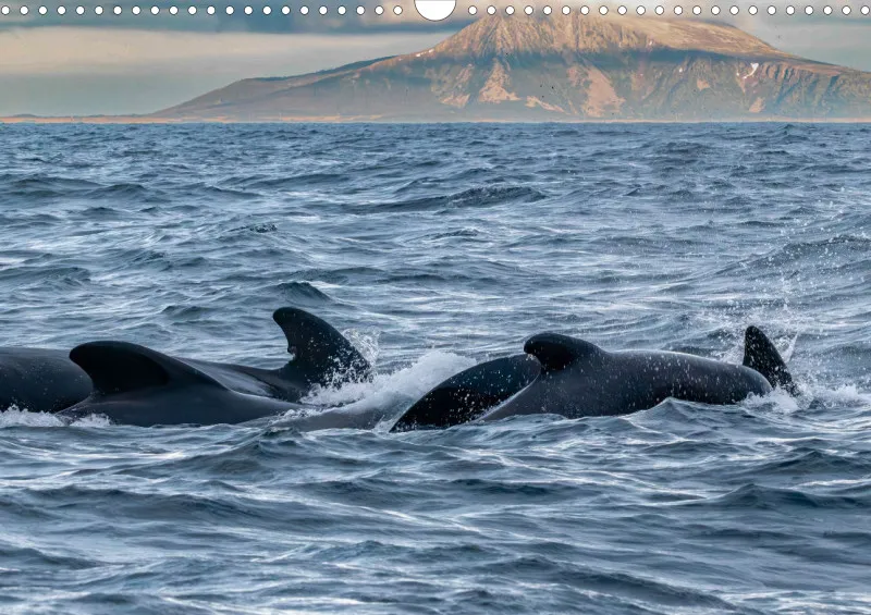 Wochenkalender A Norwegen ohne Kalendarium