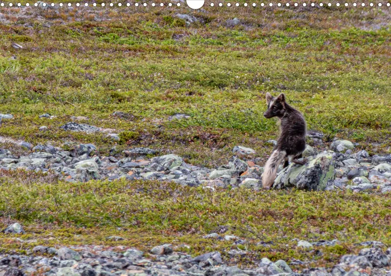 Wochenkalender A Norwegen ohne Kalendarium