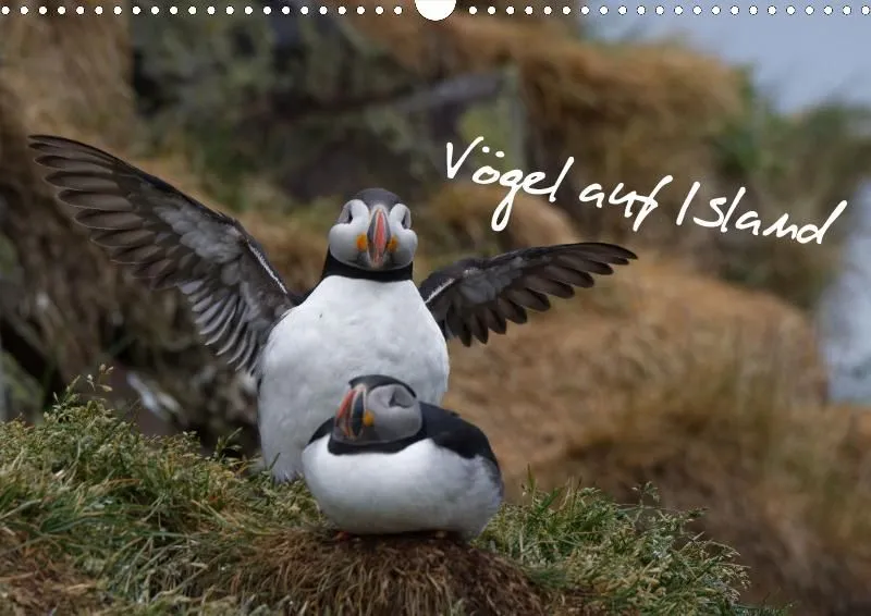 Vögel Islands (A3)