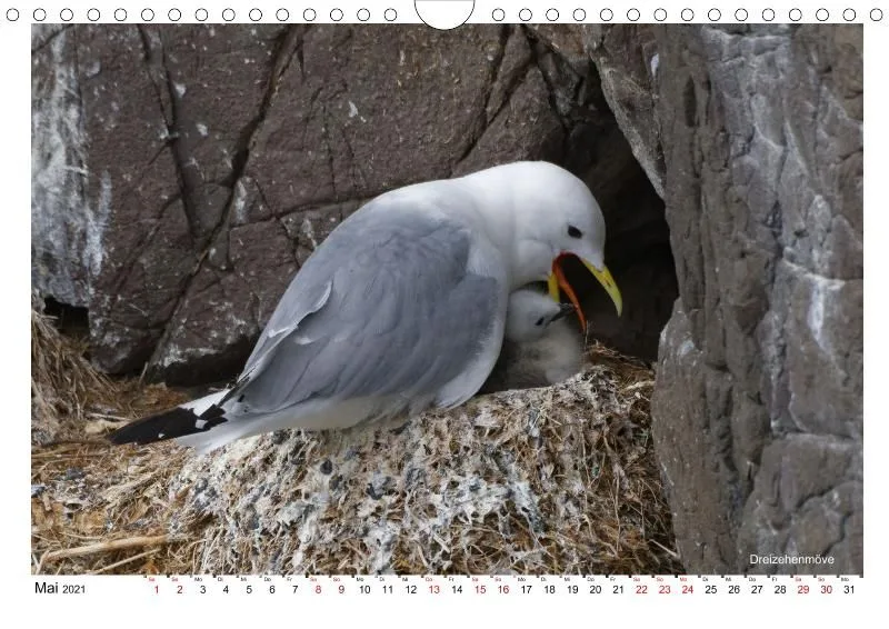 Vögel Islands (A4)