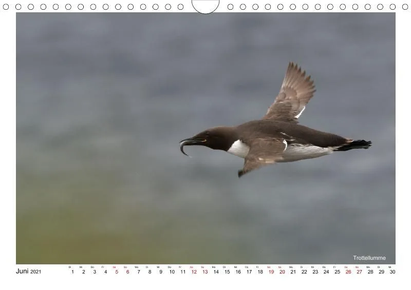 Vögel Islands (A4)