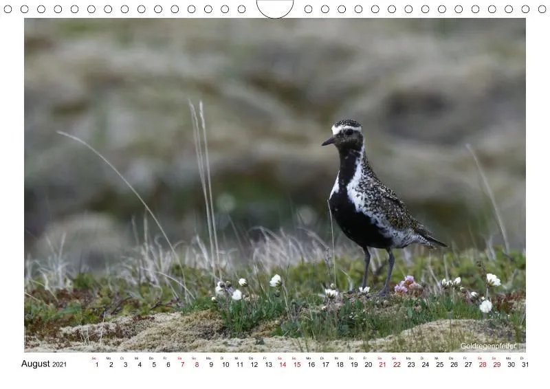 Vögel Islands (A4)