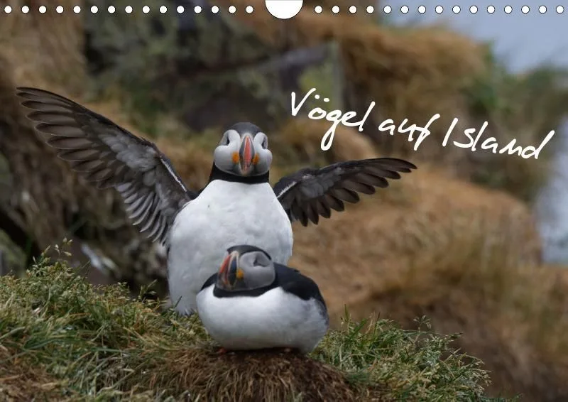 Vögel Islands (A4)