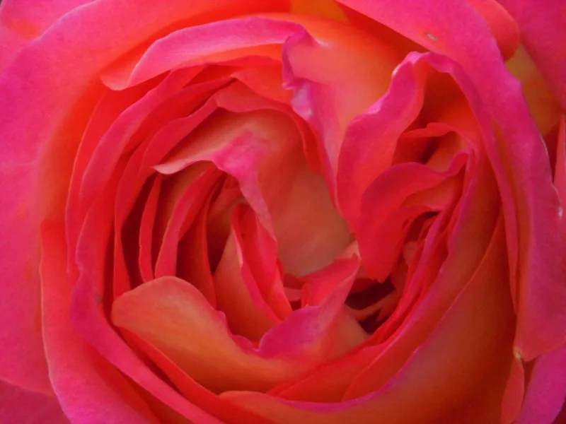 Rosenblüte