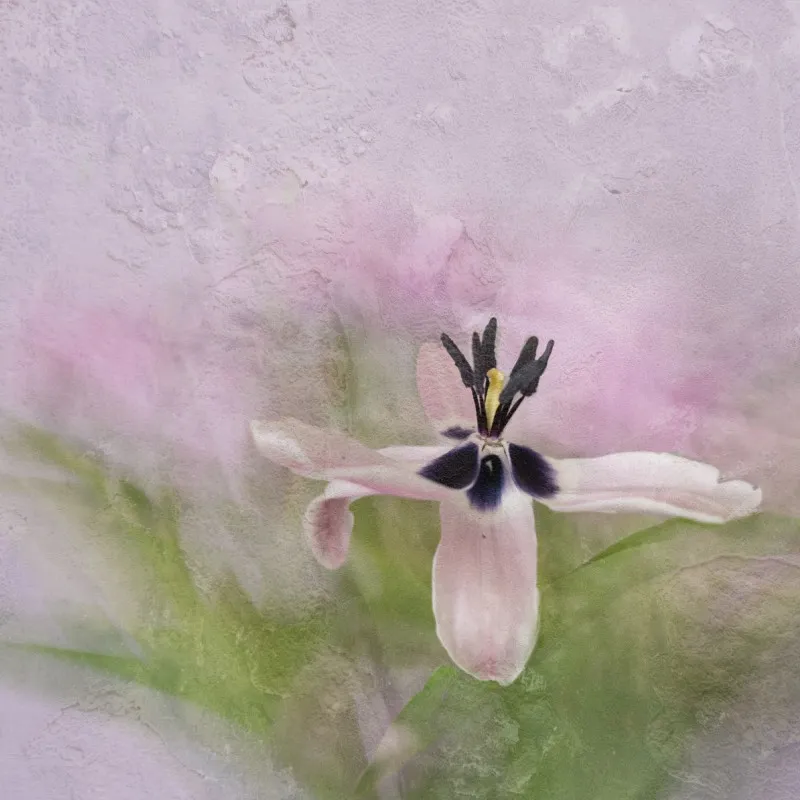 Tulpe - Wabi-Sabi