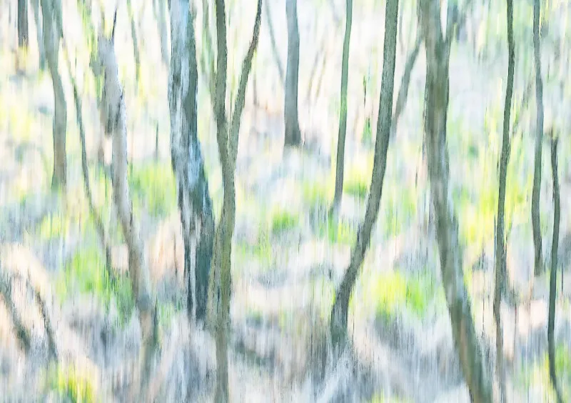 Abstrakter Birkenwald