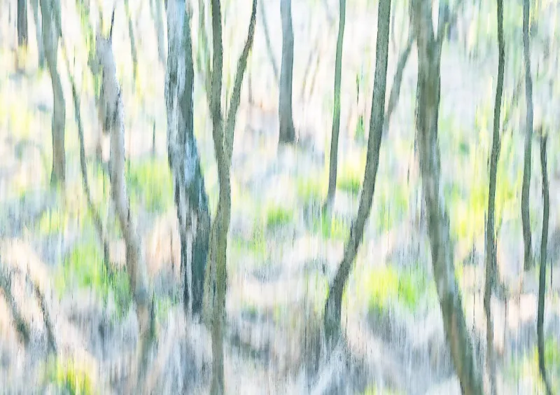 Abstrakter Birkenwald
