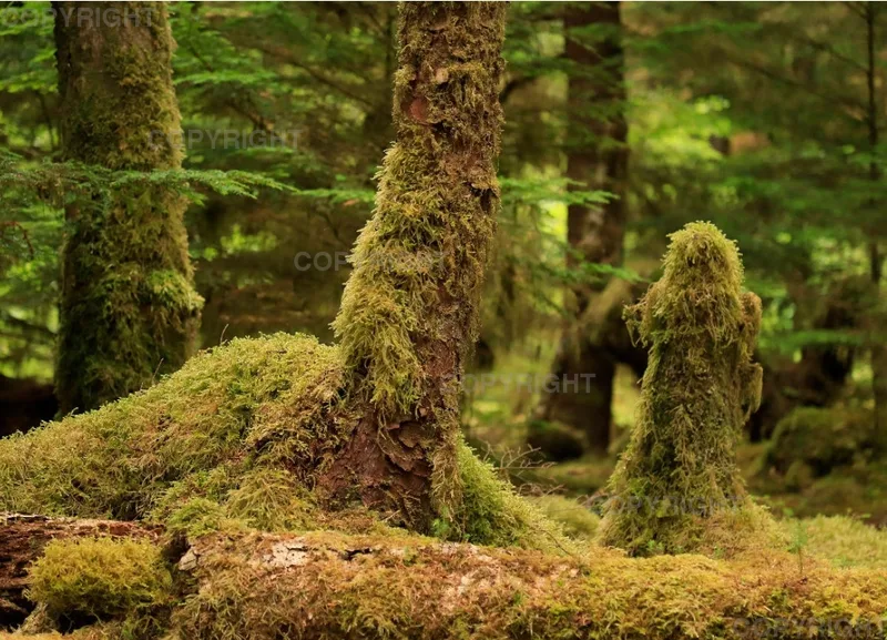 Rainforest 1