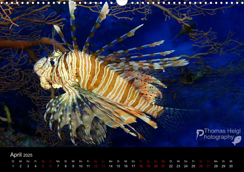 Makro & Critters - 2025 - Kalender A3