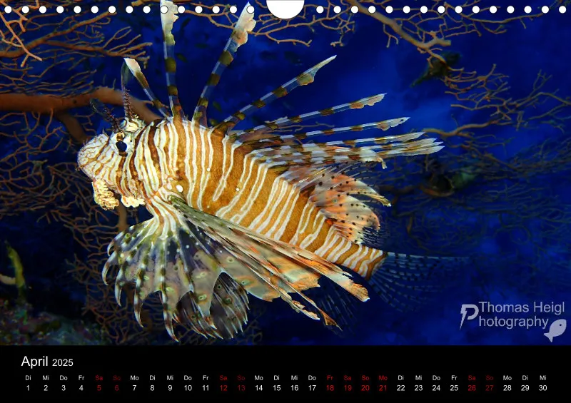 Makro & Critters - 2025 - Kalender A4