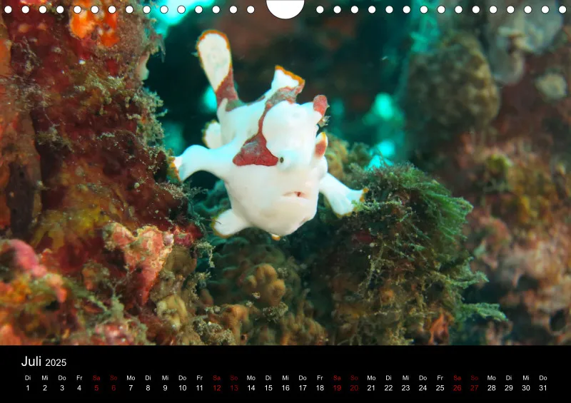 Makro & Critters - 2025 - Kalender A4