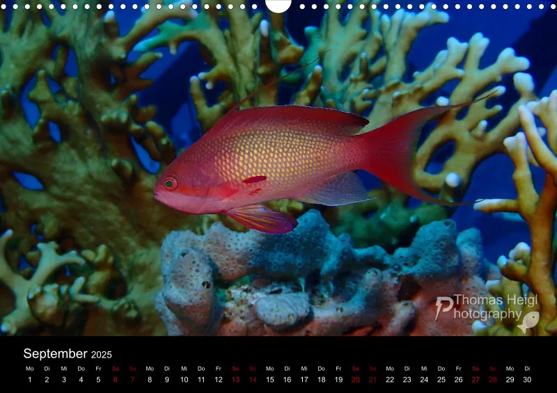 Makro & Critters - 2025 - Kalender A3