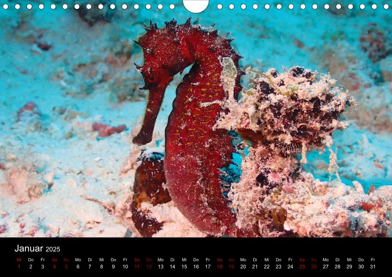 Scuba Diving - 2025 - Kalender A4