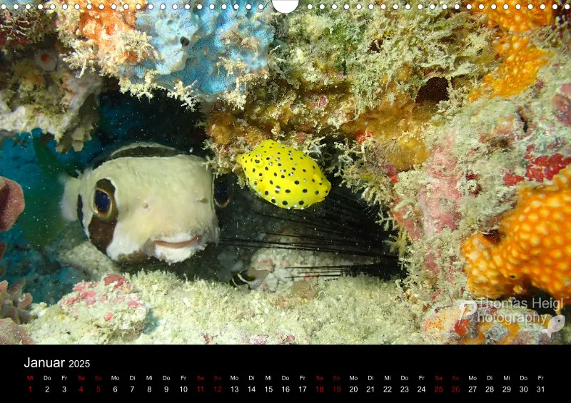 Makro & Critters - 2025 - Kalender A3
