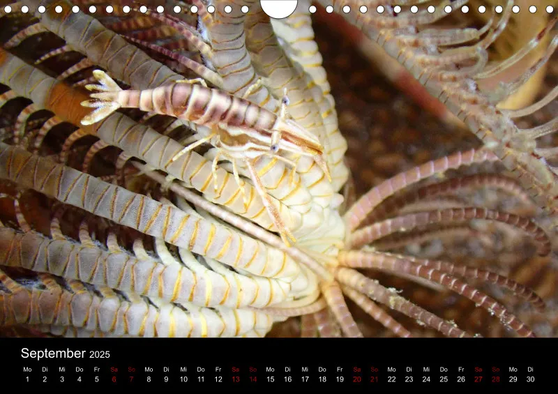 Scuba Diving - 2025 - Kalender A4