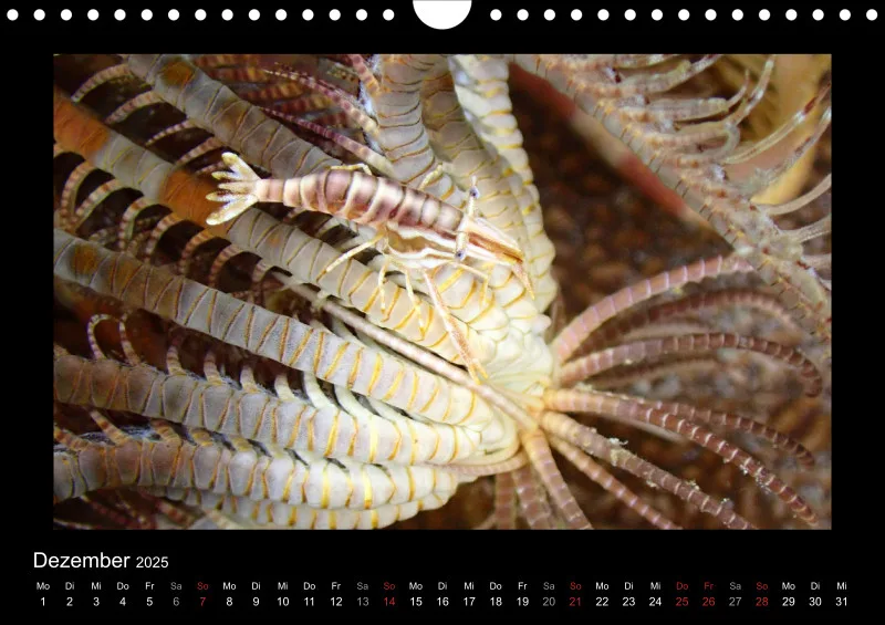 Kalender 2025 A4 Quer