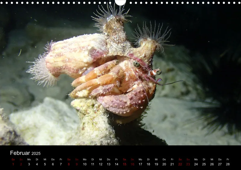 Scuba Diving - 2025 - Kalender A3