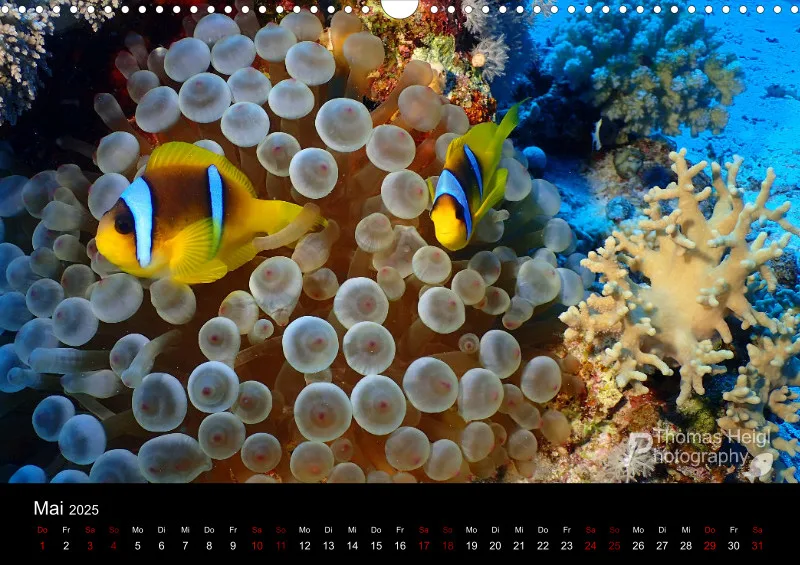 Makro & Critters - 2025 - Kalender A3