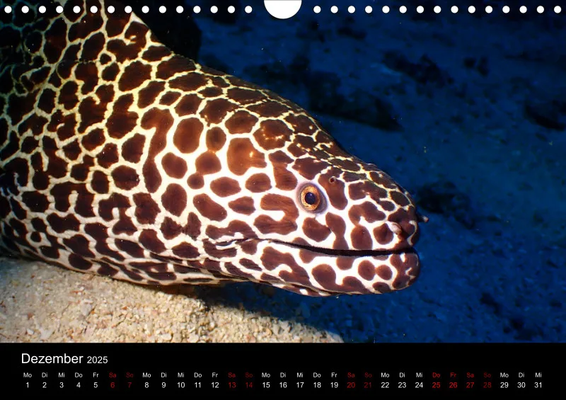 Scuba Diving - 2025 - Kalender A4